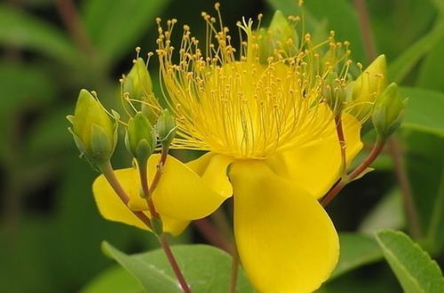 一朵黄花的黄金路 看创业者如何实现年入百万的奇迹