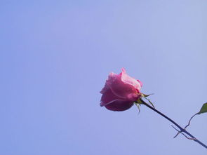 寻找一朵完整的花