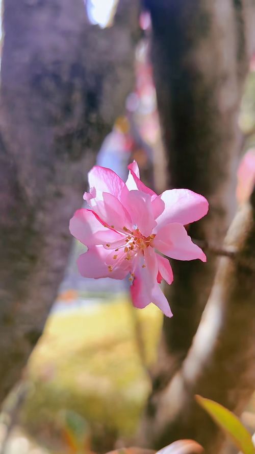 一朵花开在哪里都是芳香