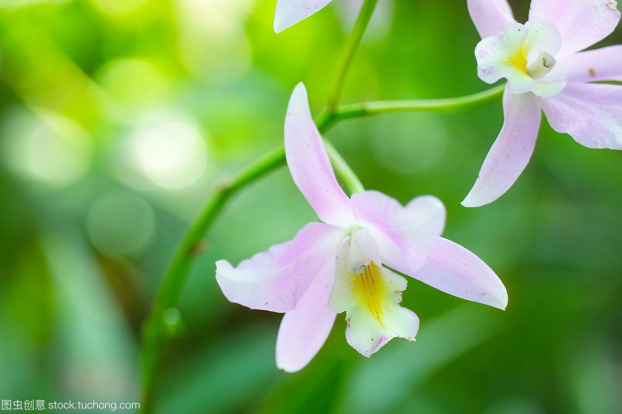 十二月冬野的无人洋兰